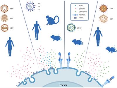 Cytotoxic CD4+ T cells in chronic viral infections and cancer